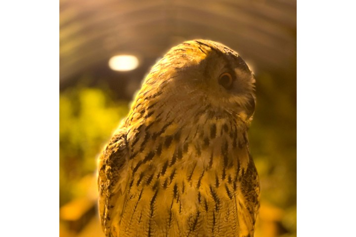 Book Event Owl Evening
